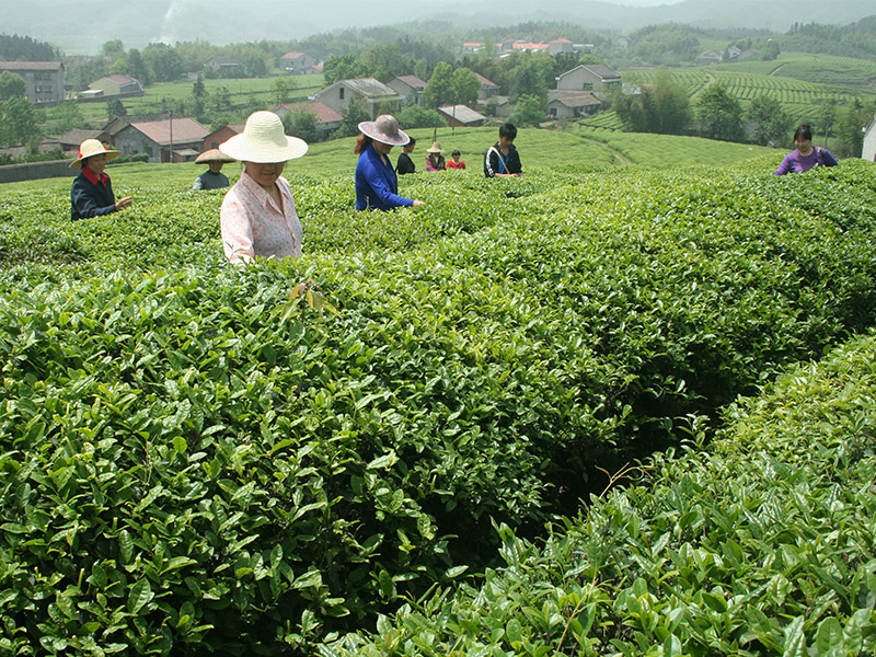 益阳示范基地