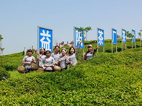 湘益茶厂茶叶基地