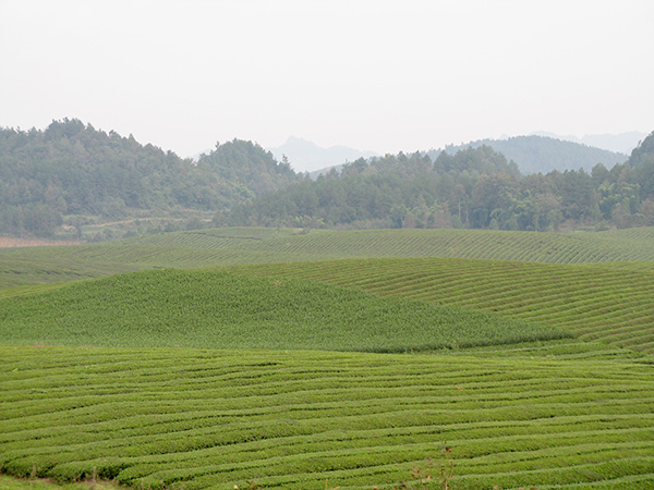 湘益茶园