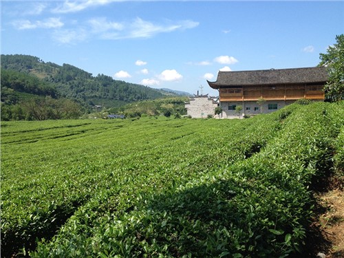 张家界示范基地