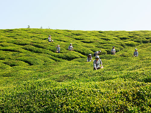 湘益种植基地